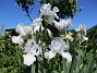 Dessa Trädgårdsiris, Iris Germanica, fick jag igår binda upp i blåsten. (2020-06-01 Iris Germanica_0055)