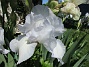 Dessa Trädgårdsiris, Iris Germanica, fick jag igår binda upp i blåsten. (2020-06-01 Iris Germanica_0056)