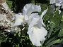 Dessa Trädgårdsiris, Iris Germanica, fick jag igår binda upp i blåsten. (2020-06-01 Iris Germanica_0058)