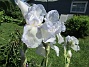 Dessa Trädgårdsiris, Iris Germanica, fick jag igår binda upp i blåsten. (2020-06-01 Iris Germanica_0059)