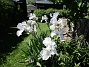 Dessa Trädgårdsiris, Iris Germanica, fick jag igår binda upp pga den hårda blåsten. (2020-06-01 Iris Germanica_0074)