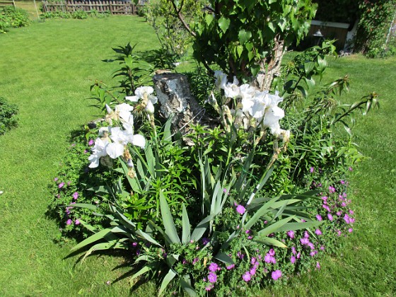 Björken  
Här vid Björken blommar just nu Blodnäva samt Iris (Germanica). Här blir det som synes en massa Liljor snart.                                 
2020-06-09 Björken_0034  
Granudden  
Färjestaden  
Öland