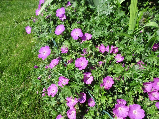 Blodnäva { Här vid Björken blommar just nu Blodnäva samt Iris (Germanica). Här blir det som synes en massa Liljor snart.                                } 