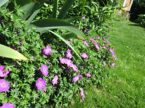 Blodnäva { Här vid Björken blommar just nu Blodnäva samt Iris (Germanica). Här blir det som synes en massa Liljor snart.                                } 