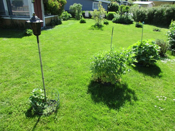 Granudden  
Det börjar bli lite gult i min nysådda gräsmatta. Det kom regn för ett par dagar sedan, 15 mm, men det behövs nog mera.                                 
2020-06-09 Granudden_0046  
Granudden  
Färjestaden  
Öland