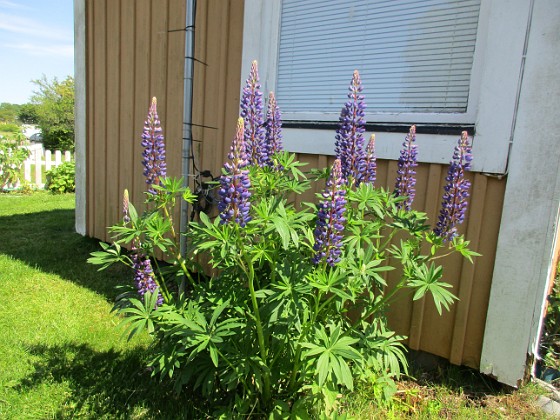 Lupin  
  
2020-06-09 Lupin_0101  
Granudden  
Färjestaden  
Öland