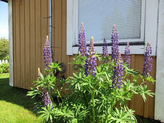 Lupin  
  
2020-06-09 Lupin_0102  
Granudden  
Färjestaden  
Öland