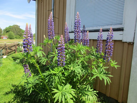 Lupin  
  
2020-06-09 Lupin_0103  
Granudden  
Färjestaden  
Öland