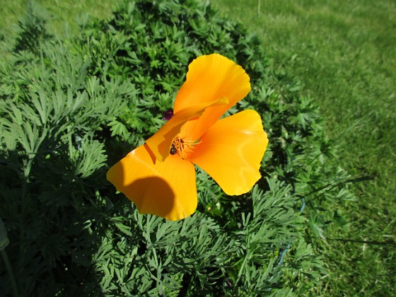 Sömntuta { En liten Sömntuta har börjat blomma. Jag satte frön för en massa år sedan men nu fröar den av sig varje går. } 