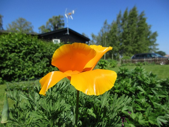 Sömntuta { En liten Sömntuta har börjat blomma. Jag satte frön för en massa år sedan men nu fröar den av sig varje går. Den blir extra vacker mot blå himmel. } 