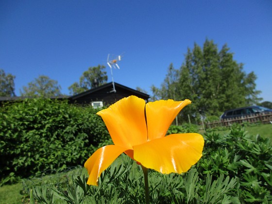 Sömntuta { En liten Sömntuta har börjat blomma. Jag satte frön för en massa år sedan men nu fröar den av sig varje går. Den blir extra vacker mot blå himmel.                                } 