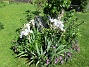 Här vid Björken blommar just nu Blodnäva samt Iris (Germanica). Här blir det som synes en massa Liljor snart.                                (2020-06-09 Björken_0034)