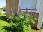  (2020-06-09 Lupin_0101)