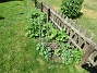 Stockrosorna vid staketet växer sakta i år tycker jag. (2020-06-09 Staketet_0048)