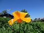 En liten Sömntuta har börjat blomma. Jag satte frön för en massa år sedan men nu fröar den av sig varje går. Den blir extra vacker mot blå himmel.                                (2020-06-09 Sömntuta_0041)