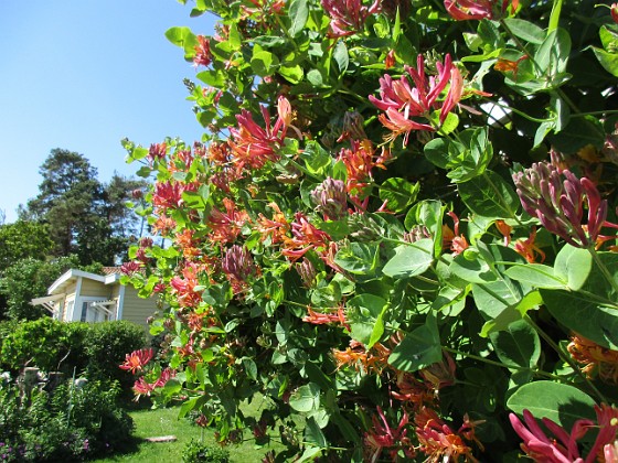 Kaprifol  
Från absolut ingenstans så är hela min altanvägg full av Kaprifolens blommor.                                 
2020-06-18 Kaprifol_0015  
Granudden  
Färjestaden  
Öland