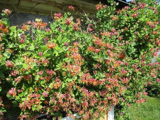 Kaprifol  
Det som började med en enkel liten stjälk, har nu blivit en hel vägg full av Kaprifol.                                 
2020-06-18 Kaprifol_0026  
Granudden  
Färjestaden  
Öland