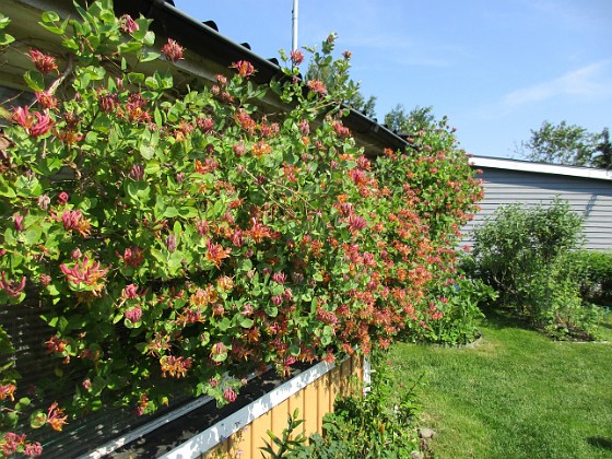 Kaprifol  
Det som började med en enkel liten stjälk, har nu blivit en hel vägg full av Kaprifol.                                 
2020-06-18 Kaprifol_0027  
Granudden  
Färjestaden  
Öland