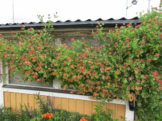 Kaprifol  
Kaprifolen fortsätter att blomma. Dessa bilder är tagna en mulen junidag, strax innan regnet.                                                                
2020-06-22 Kaprifol_0016  
Granudden  
Färjestaden  
Öland