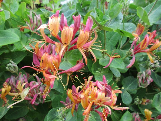 Kaprifol  
Kaprifolen fortsätter att blomma. Dessa bilder är tagna en mulen junidag, strax innan regnet.                                 
2020-06-22 Kaprifol_0047  
Granudden  
Färjestaden  
Öland