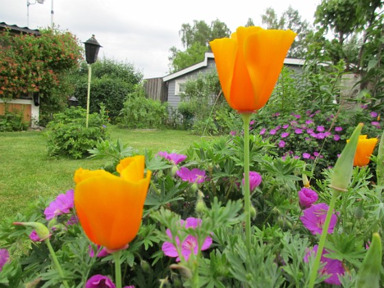 Sömntuta  
Självsådda Sömntutor och bakom dessa Blodnäva. Dessa bilder är tagna en mulen junidag, strax innan regnet.                                  
2020-06-22 Sömntuta_0031  
Granudden  
Färjestaden  
Öland