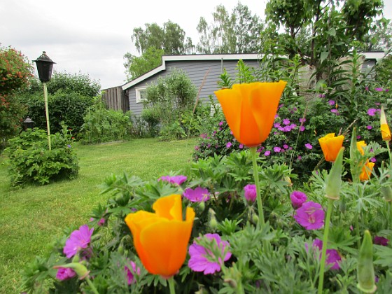 Sömntuta  
Självsådda Sömntutor och bakom dessa Blodnäva. Dessa bilder är tagna en mulen junidag, strax innan regnet.                                  
2020-06-22 Sömntuta_0032  
Granudden  
Färjestaden  
Öland