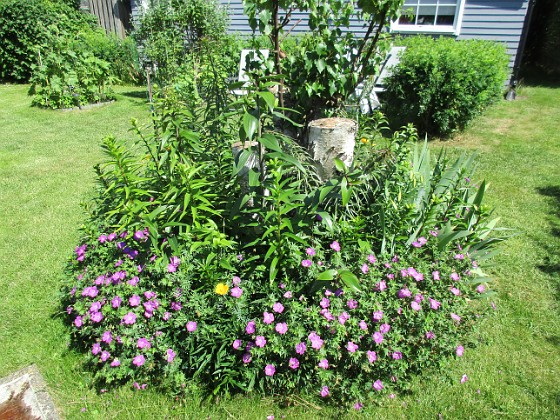 Björken  
  
2020-06-23 Björken_0020  
Granudden  
Färjestaden  
Öland