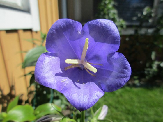 Blåklocka 
Det är något visst med blå blommor.                               