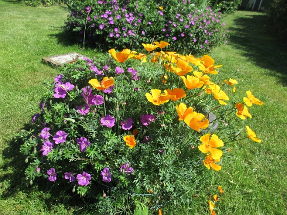 Sömntuta och Blodnäva { Här är egentligen en Hortensia men Blodnävan och de självsådda Sömntutorna har fullständigt tagit över.                                } 