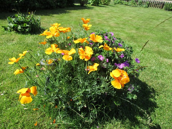 Sömntuta och Blodnäva  
Här är egentligen en Hortensia men Blodnävan och de självsådda Sömntutorna har fullständigt tagit över.                                 
2020-06-23 IMG_0019  
Granudden  
Färjestaden  
Öland