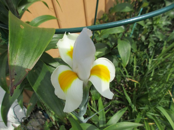 Iris { I våras satte jag några Iris Hollandica och nu har de börjat blomma. } 