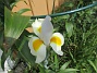 I våras satte jag några Iris Hollandica och nu har de börjat blomma. (2020-06-28 Iris_0040)