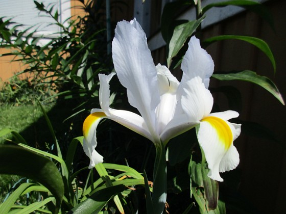 Iris { Iris Hollandica } 