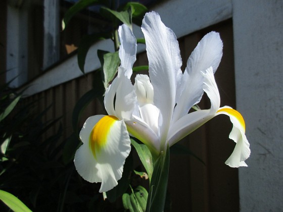 Iris 
Iris Hollandica                               