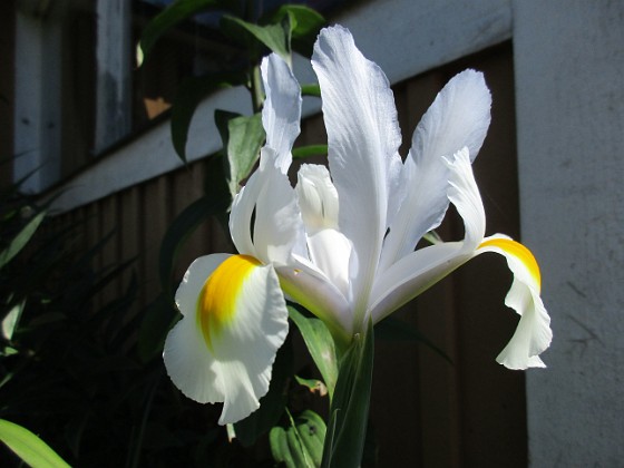 Iris { Iris Hollandica                                } 