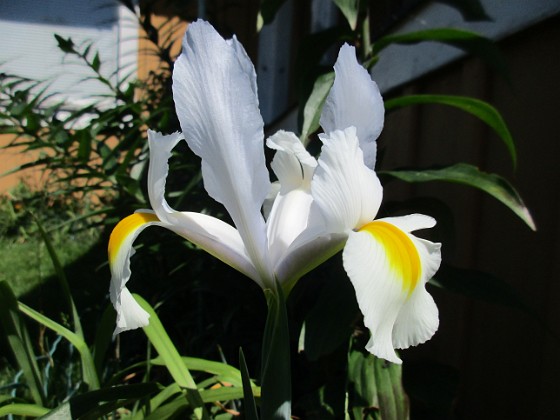 Iris { Iris Hollandica                                } 