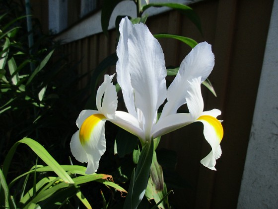 Iris { Iris Hollandica                                } 