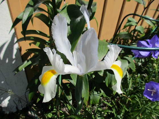 Iris { Iris Hollandica                                } 