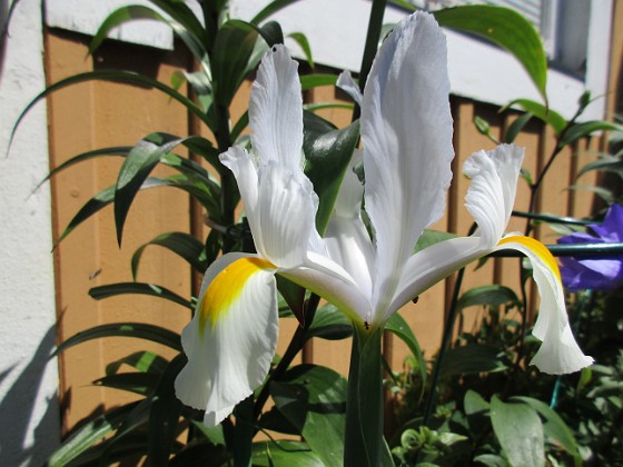 Iris { Iris Hollandica                                } 