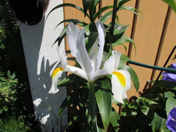 Iris 
Iris Hollandica                               