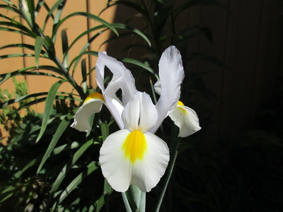 Iris { Iris Hollandica                                } 