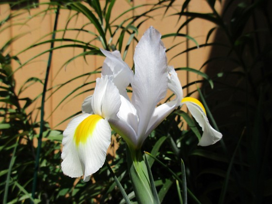 Iris 
Iris Hollandica                               