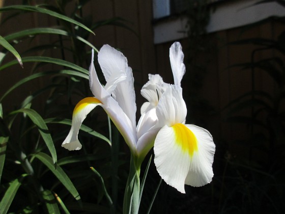 Iris { Iris Hollandica                                } 