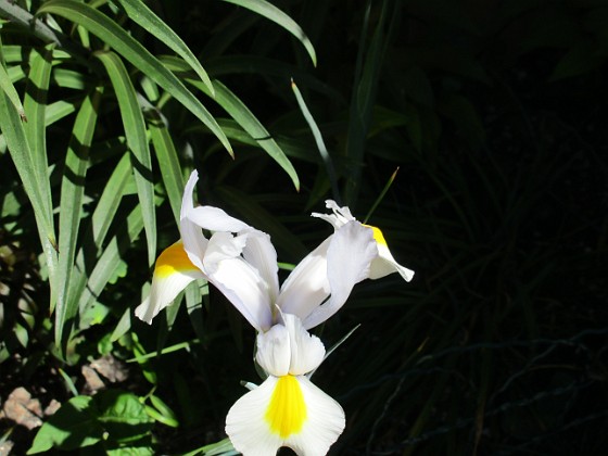 Iris { Iris Hollandica                                } 