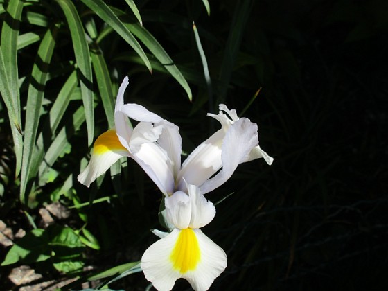 Iris { Iris Hollandica                                } 