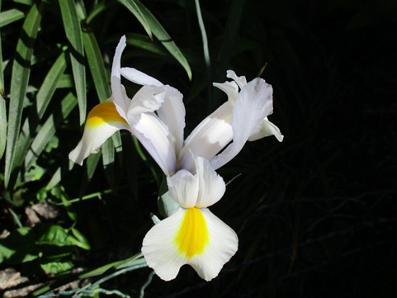 Iris { Iris Hollandica                                } 