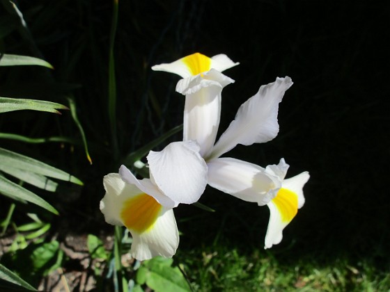 Iris { Iris Hollandica                                } 