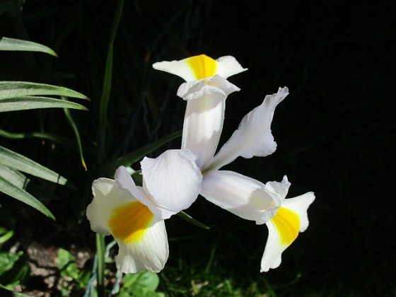 Iris { Iris Hollandica                                } 