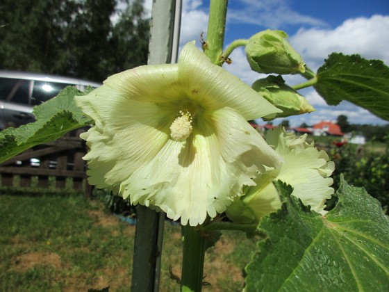 Stockros { Årets första Stockros - Alcea Rosea Ficifolia } 