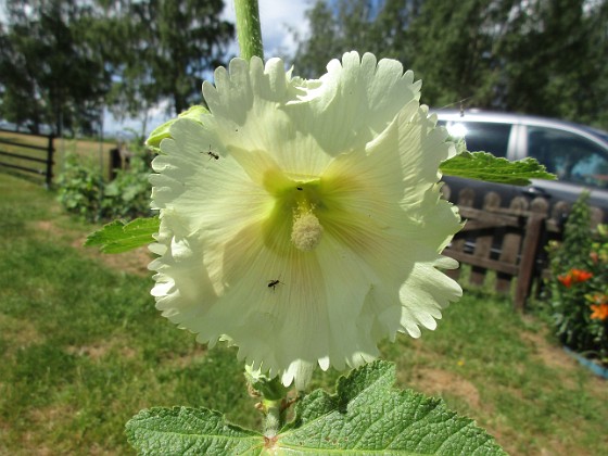 Stockros { Årets första Stockros - Alcea Rosea Ficifolia                                } 